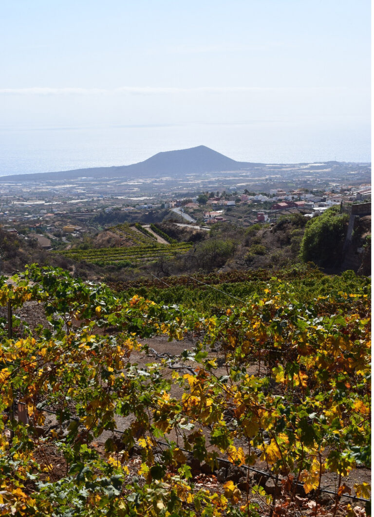 imagen bodeja la vera 768x1062