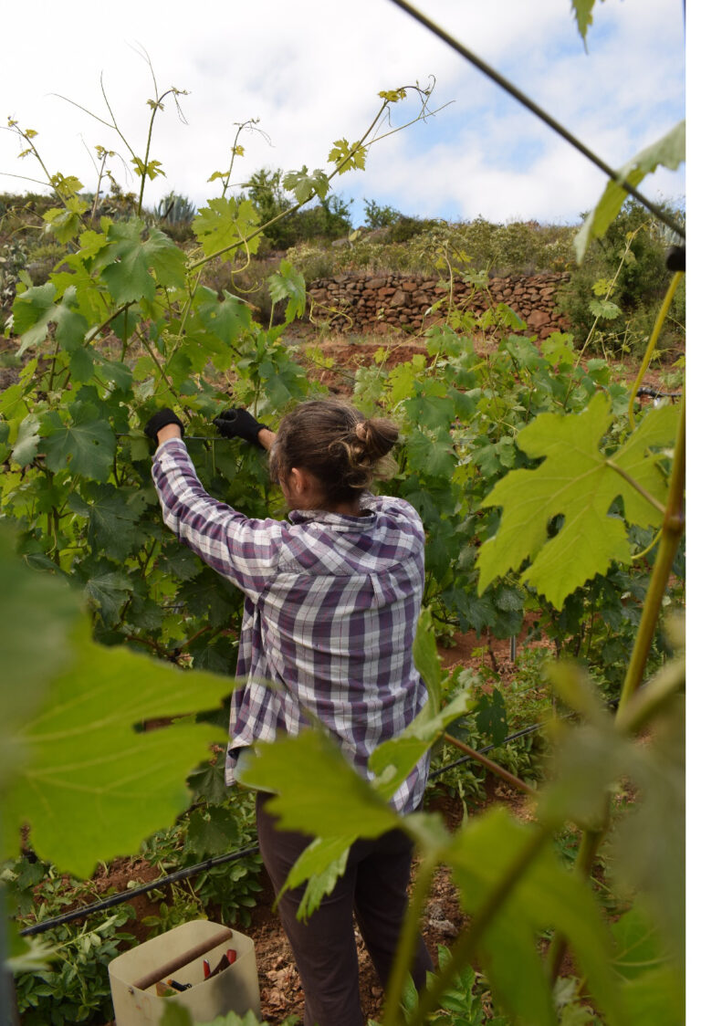 imagen1 bodeja la vera 768x1124